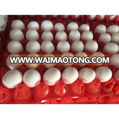 Fresh White Egg Exporter For Oman/Kuwait/Qatar/Lebanon/Jordan