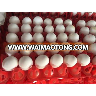 Fresh White Shell Egg Exporter For Australia/US/UK/UAE/Egypt/Iran/Iraq/Turkey