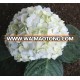 Hot sales fresh cut white Hydrangea flower for wedding and decorate