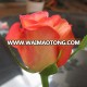 fresh cut rose flower for Valentine's day wedding decoration&proposal