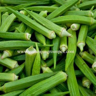 Fresh Green Okra Manufacturer/ Supplier/ Exporter in India