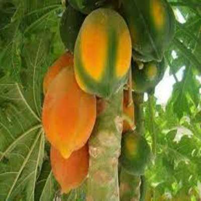 Nutrition product of fresh papaya export in india To All foreign sectors